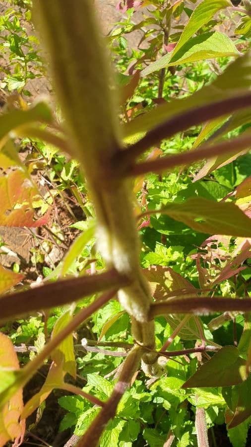 Salvia ananas 17
