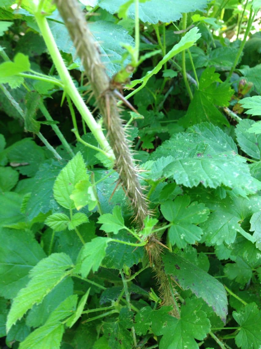 Ribes divaricato 16