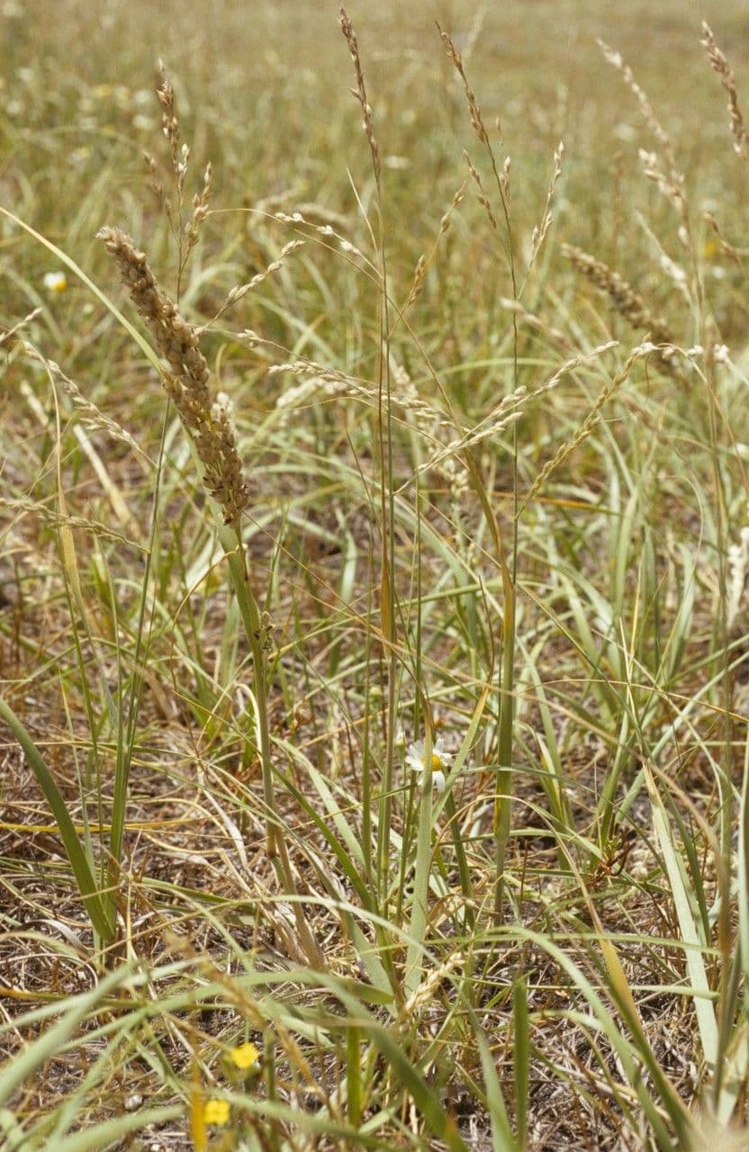 Panicum urvilleanum