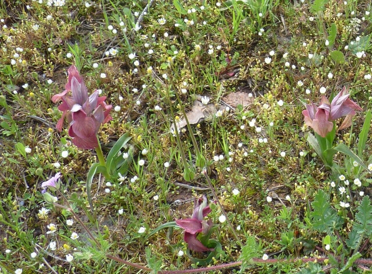 Serapias neglecta 23