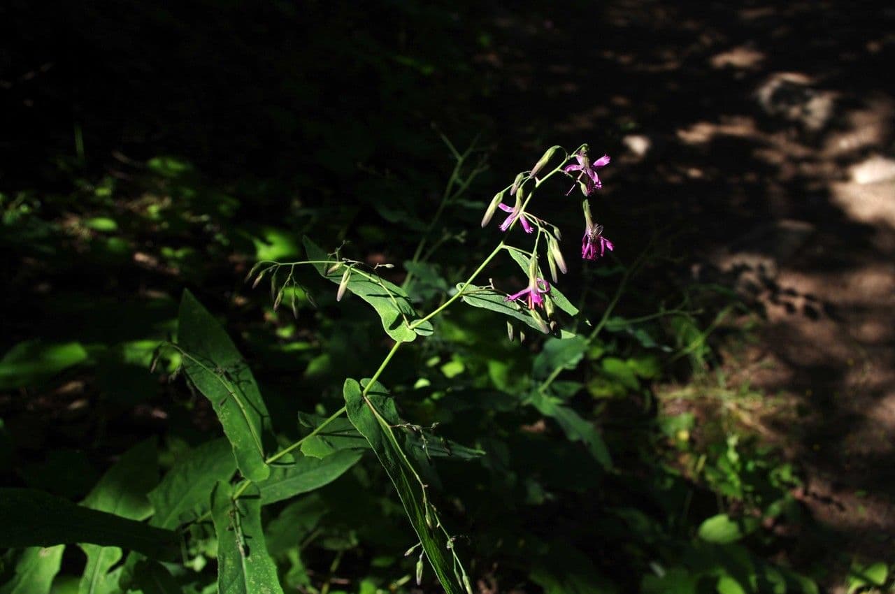 Hasenlattich 29