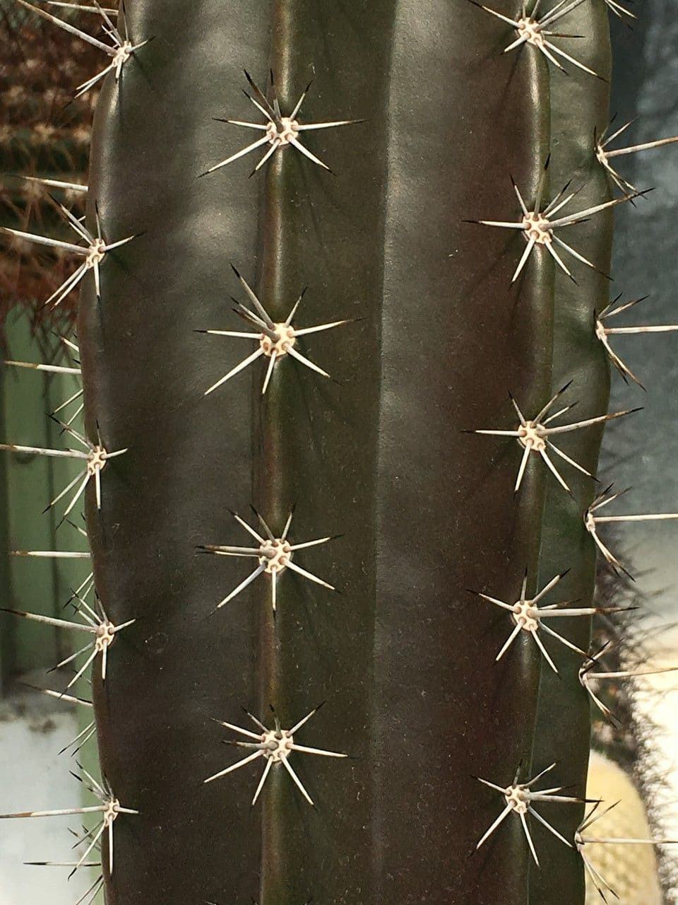 Stenocereus 17
