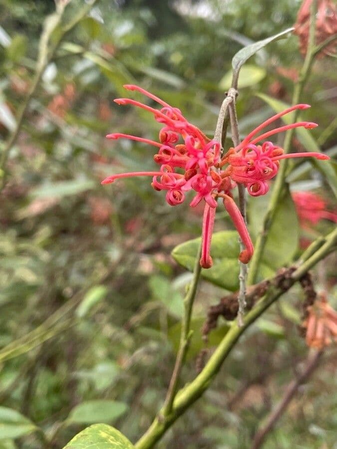 Grevillea reale