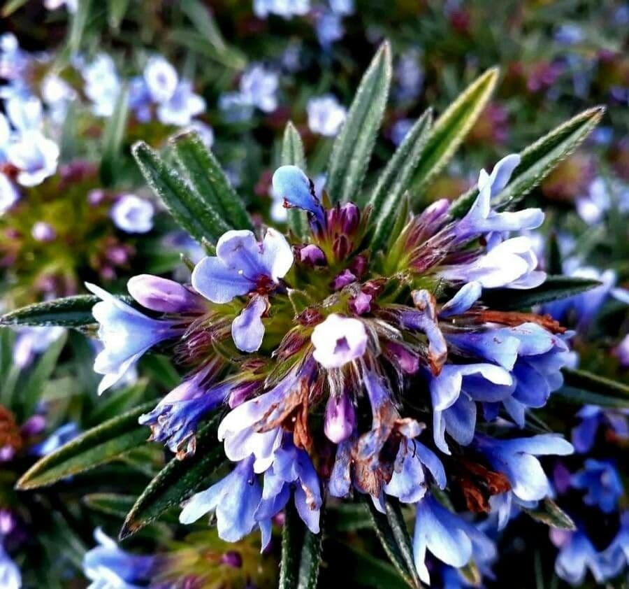 Lithodora 5