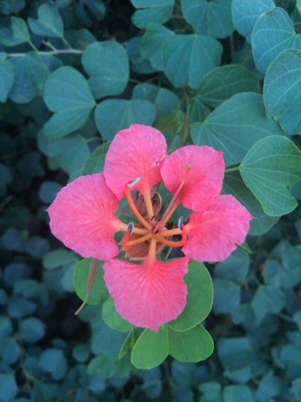 Bauhinia galpinii 9