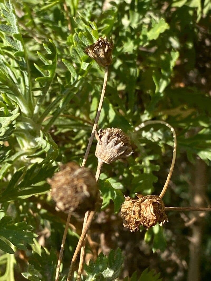 Euryops 24
