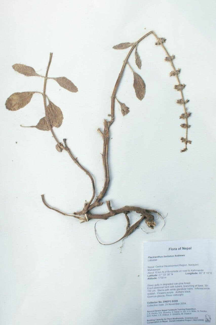 Coleus barbato 28