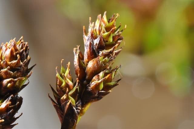Carex di Lachenal 3