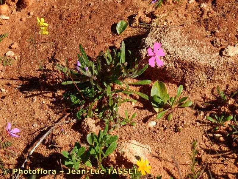 Silene 8