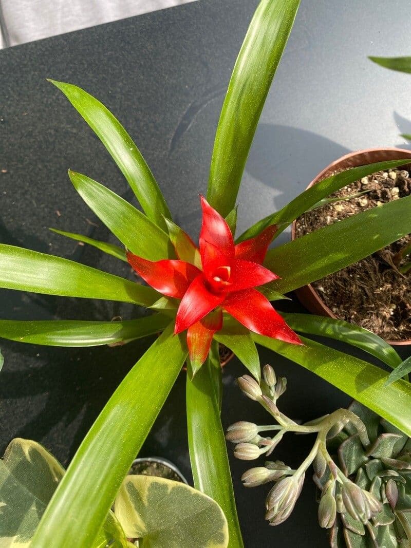 Guzmania lingulata