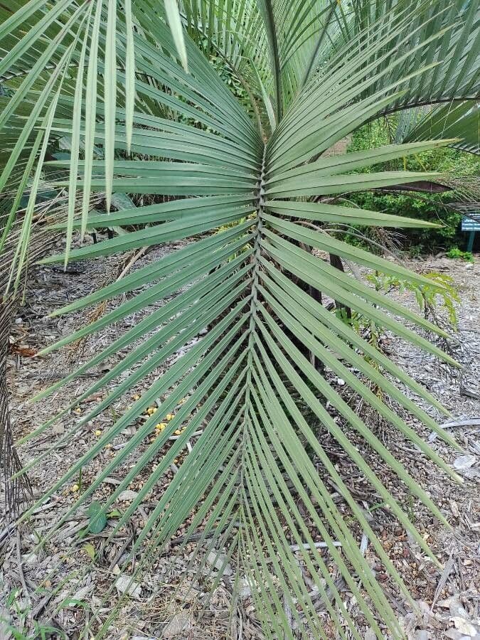 Butia 6