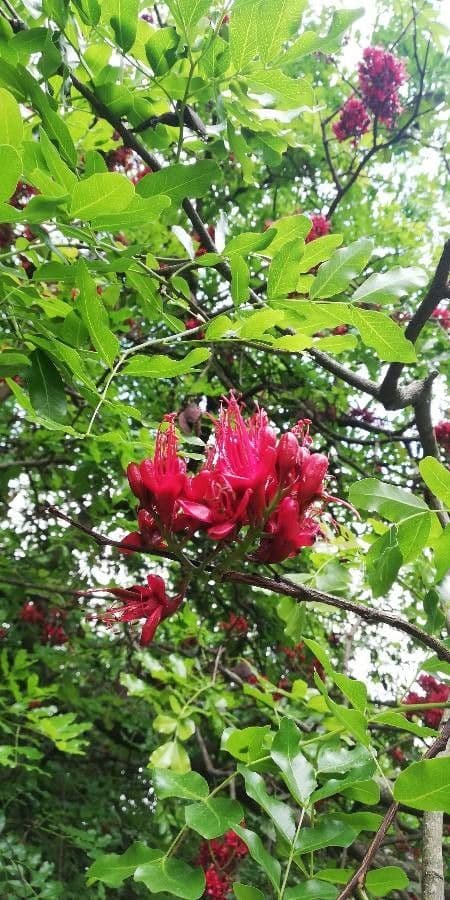 Albero fucsia 8