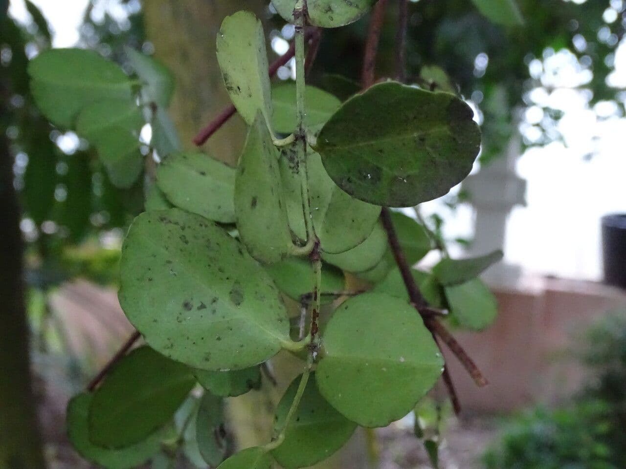 Loeseneriella 2