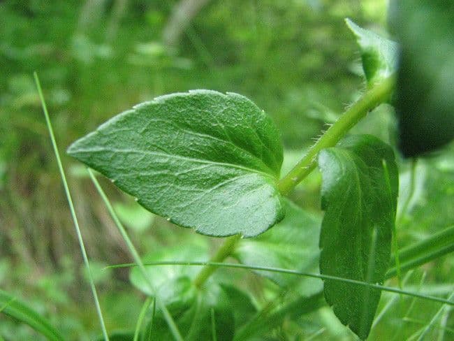 Campanula 12