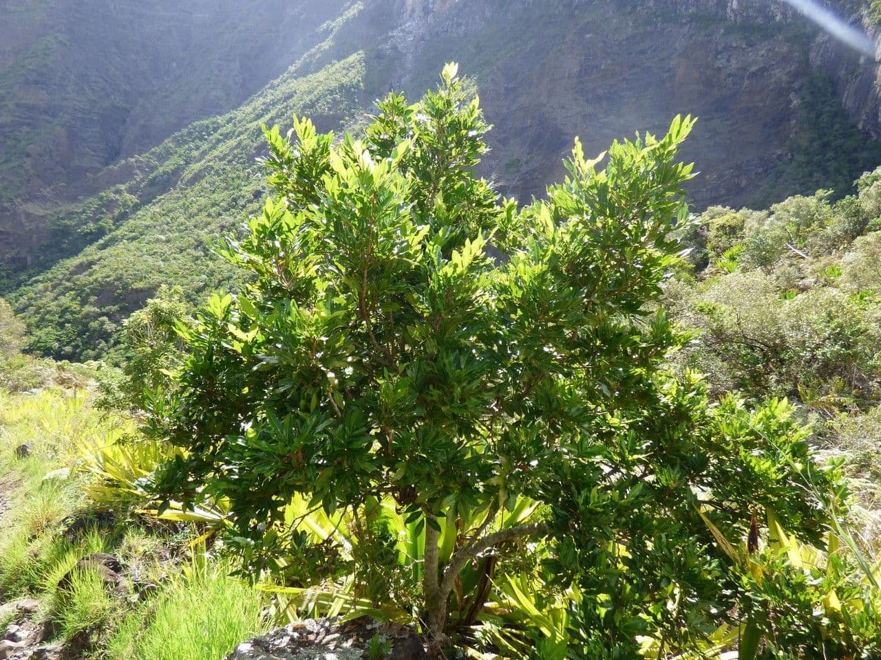 Doratoxylon apetalum 7