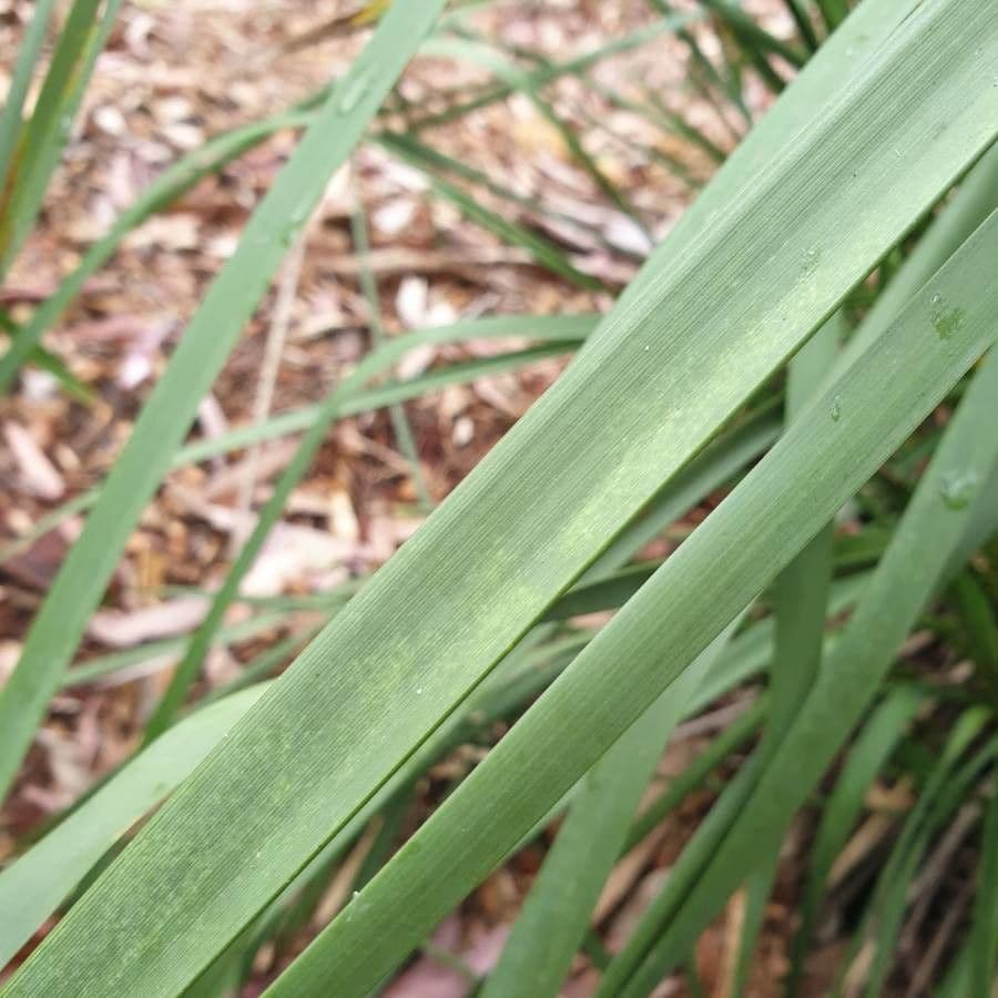 Lomandra 20