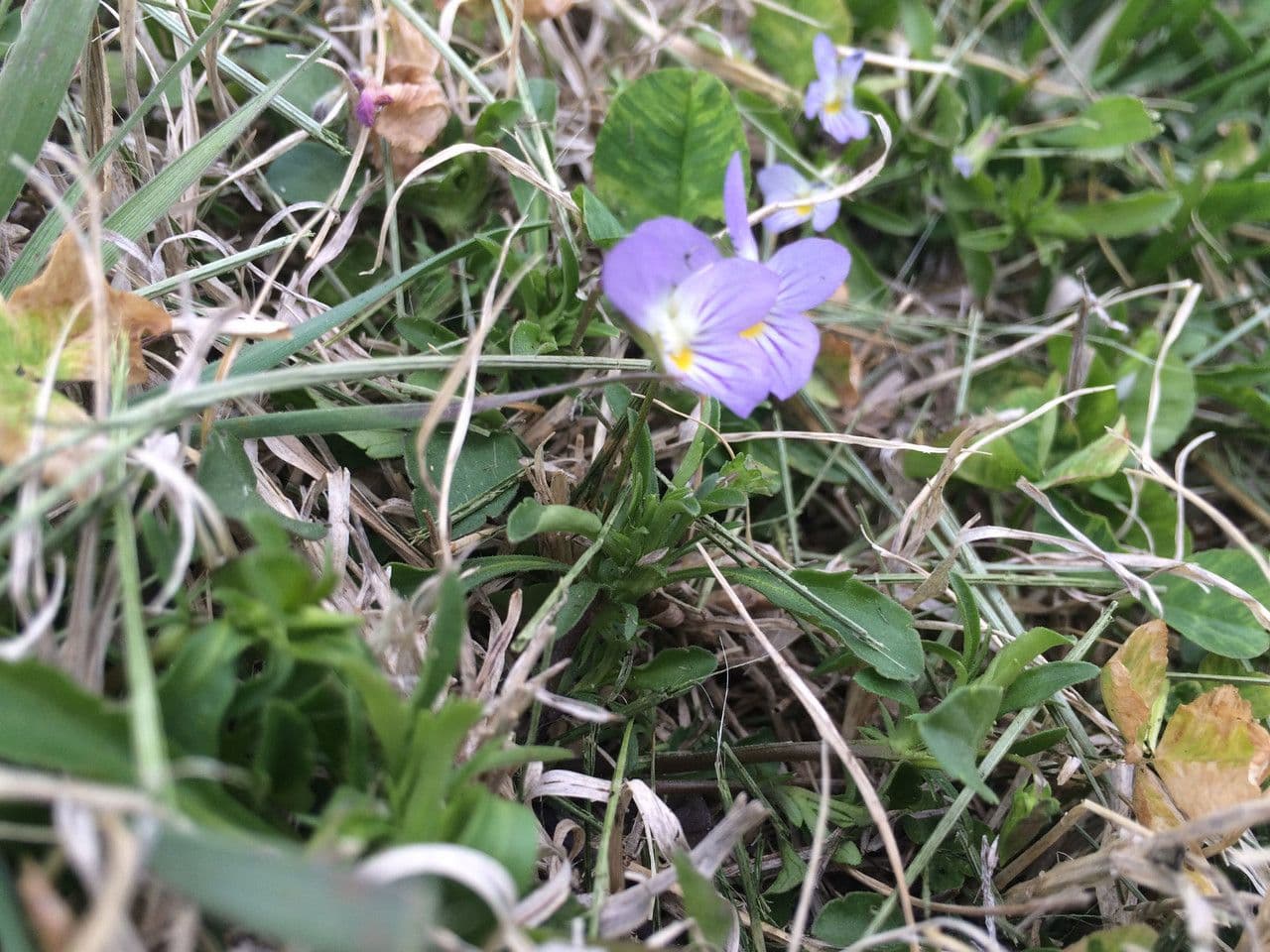 Viola bicolore 7