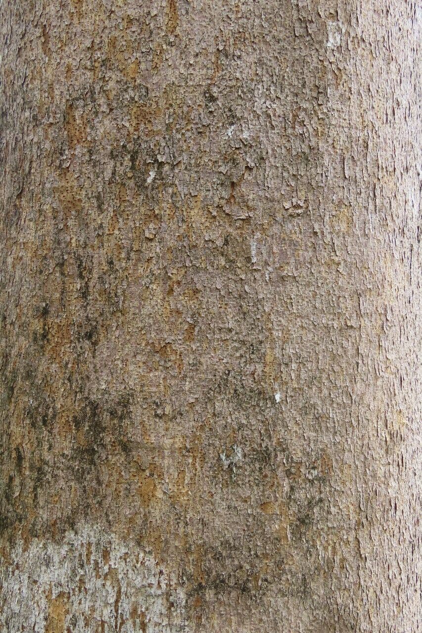 Copaiba 14