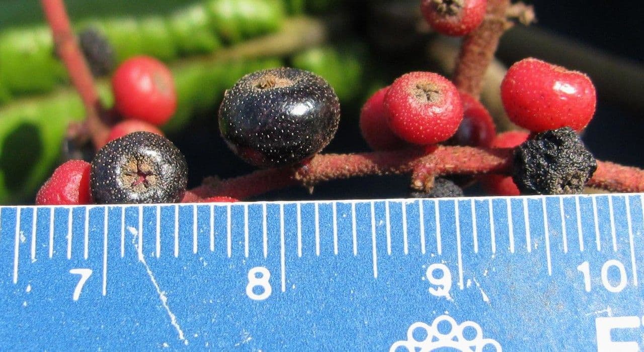 Miconia 2