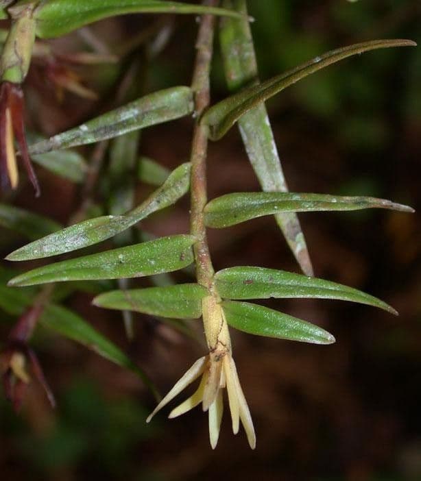 Epidendrum 5