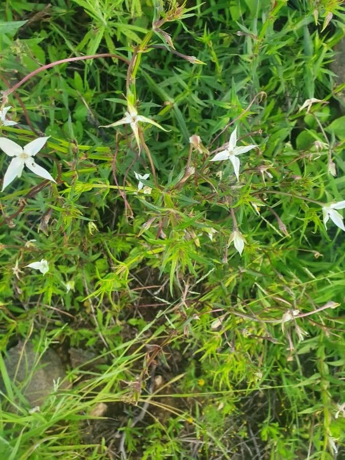 Conostomium 11