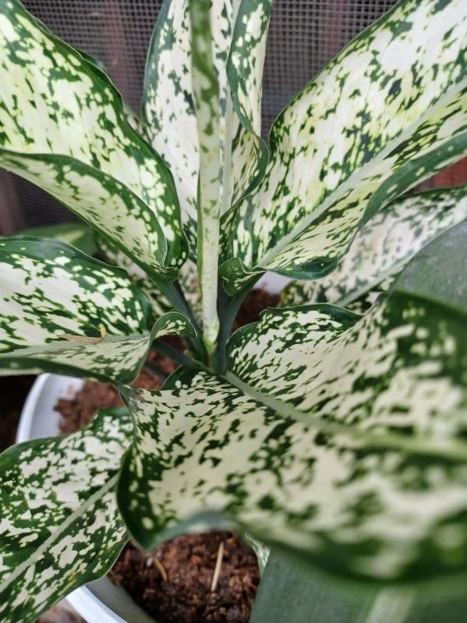 Dieffenbachia