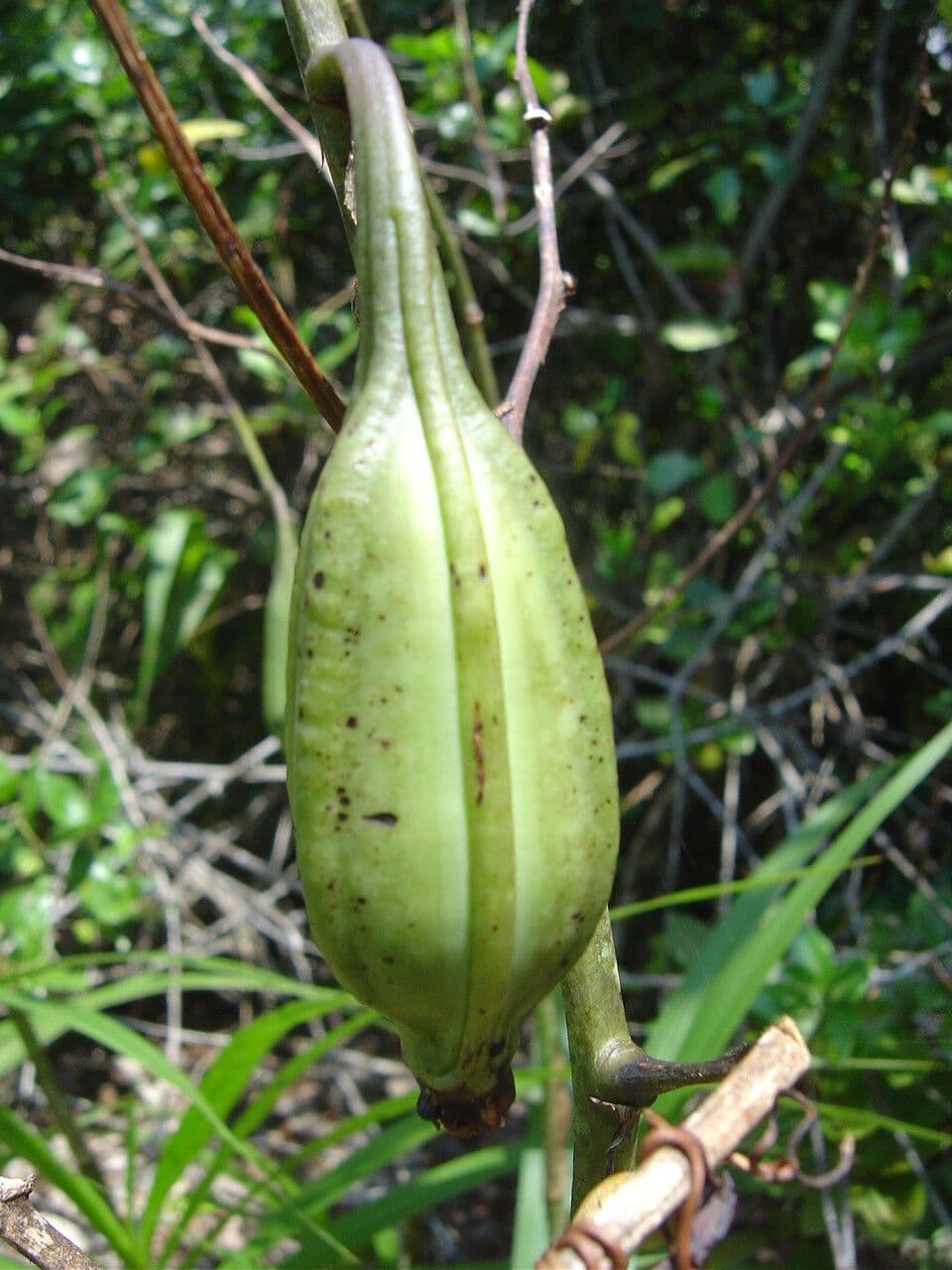Cyrtopodium flavum