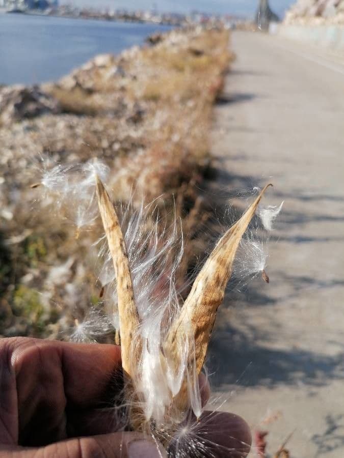 Asclepias verticillata 4