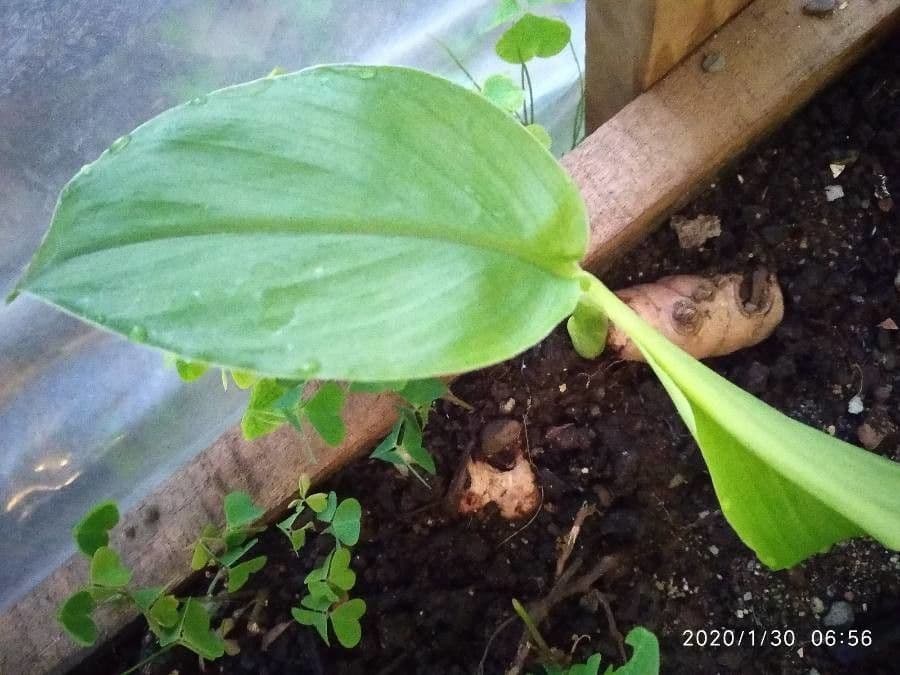 Curcuma 2