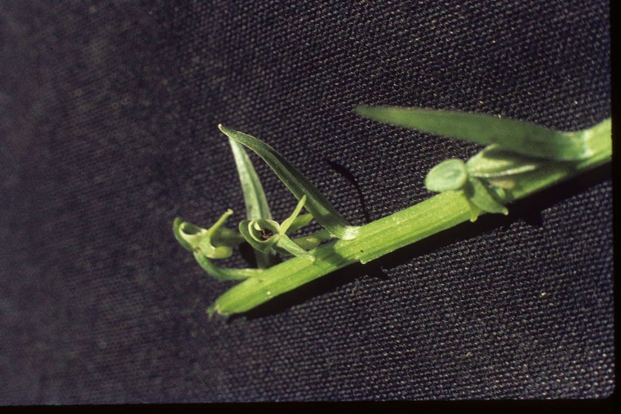 Platantera boreale 2