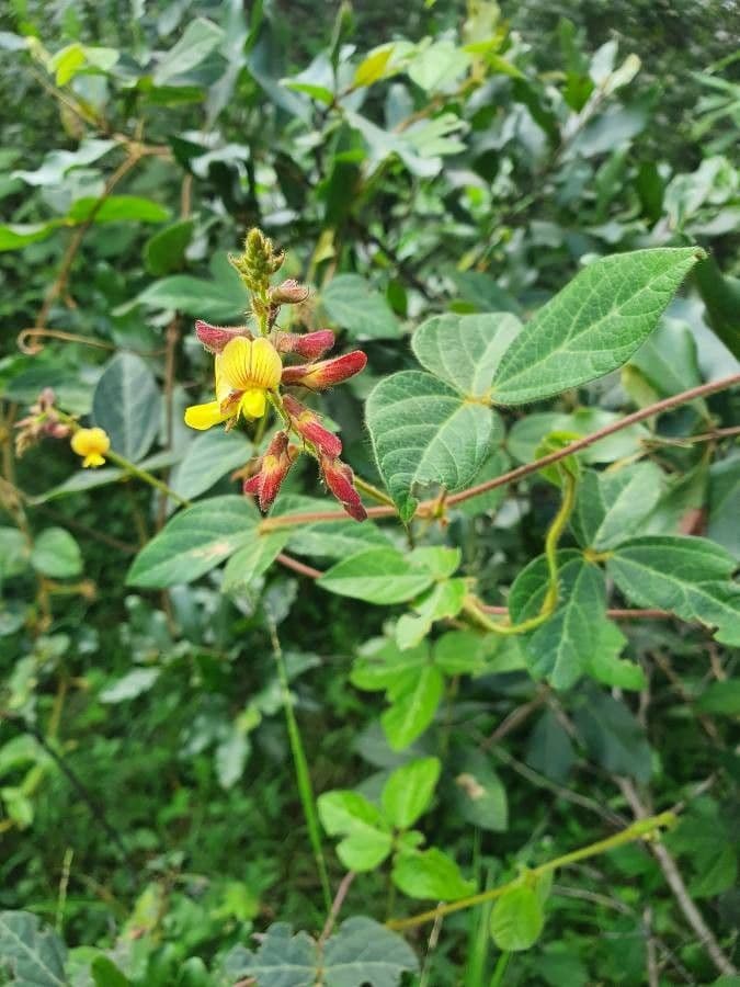 Rhynchosia