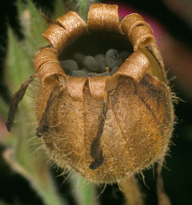 Silene dioica 5