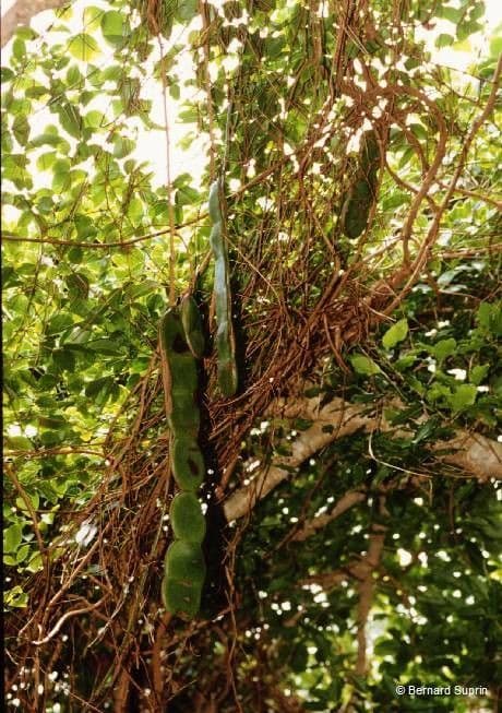 Entada phaseoloides 11