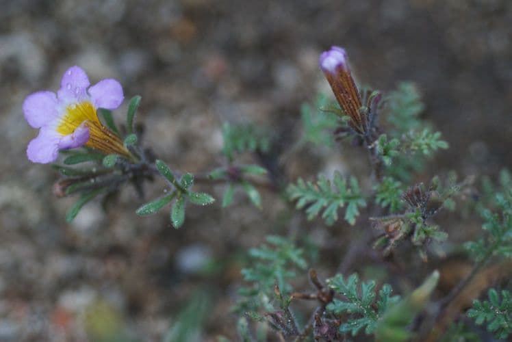 Facelia bicolore 11