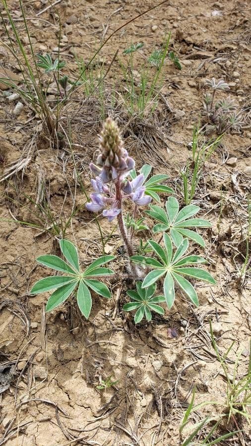NeuMexikanische Lupine 3