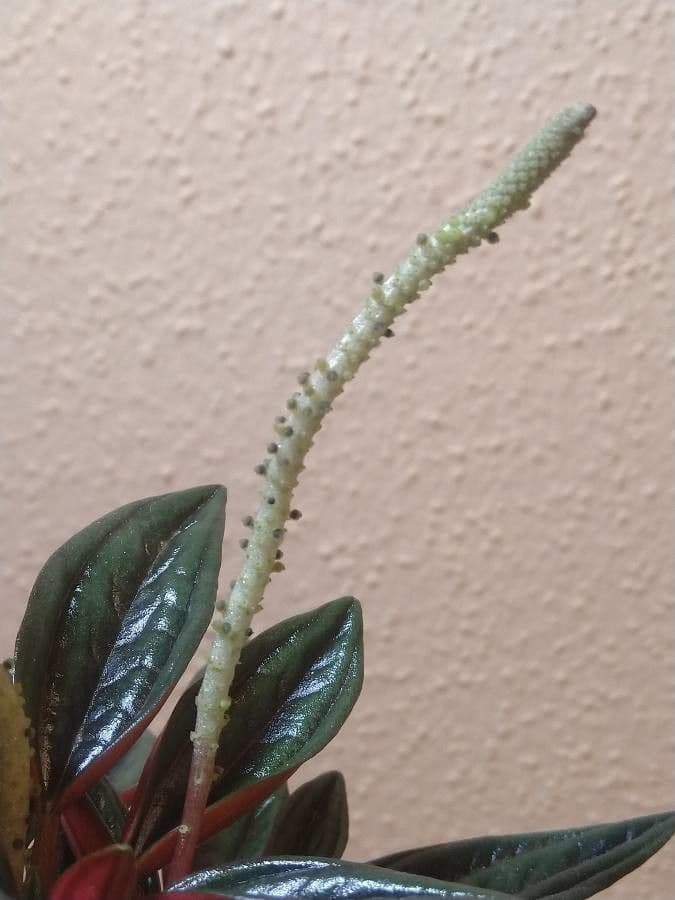 Peperomia 4