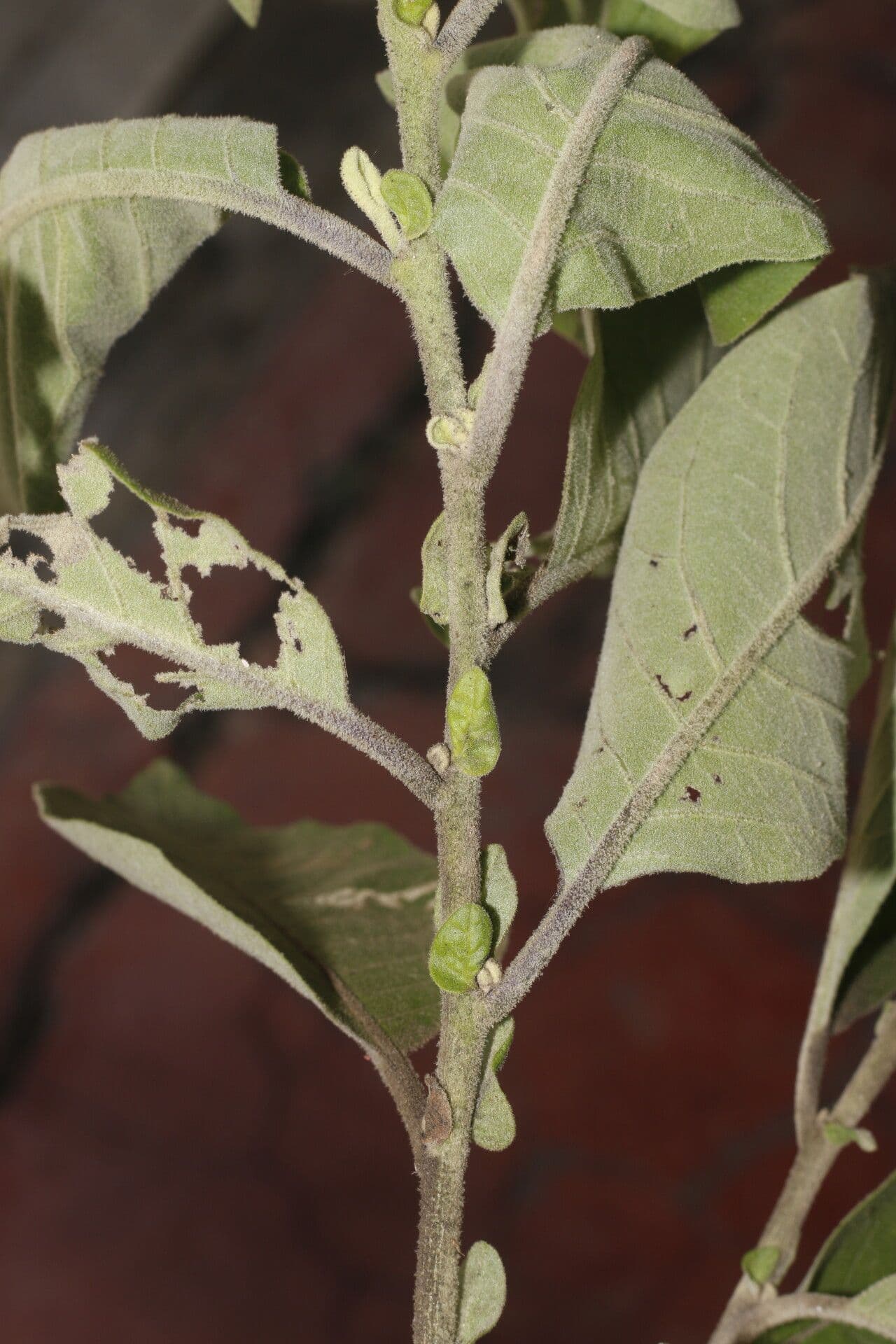 Cestrum tomentoso 2