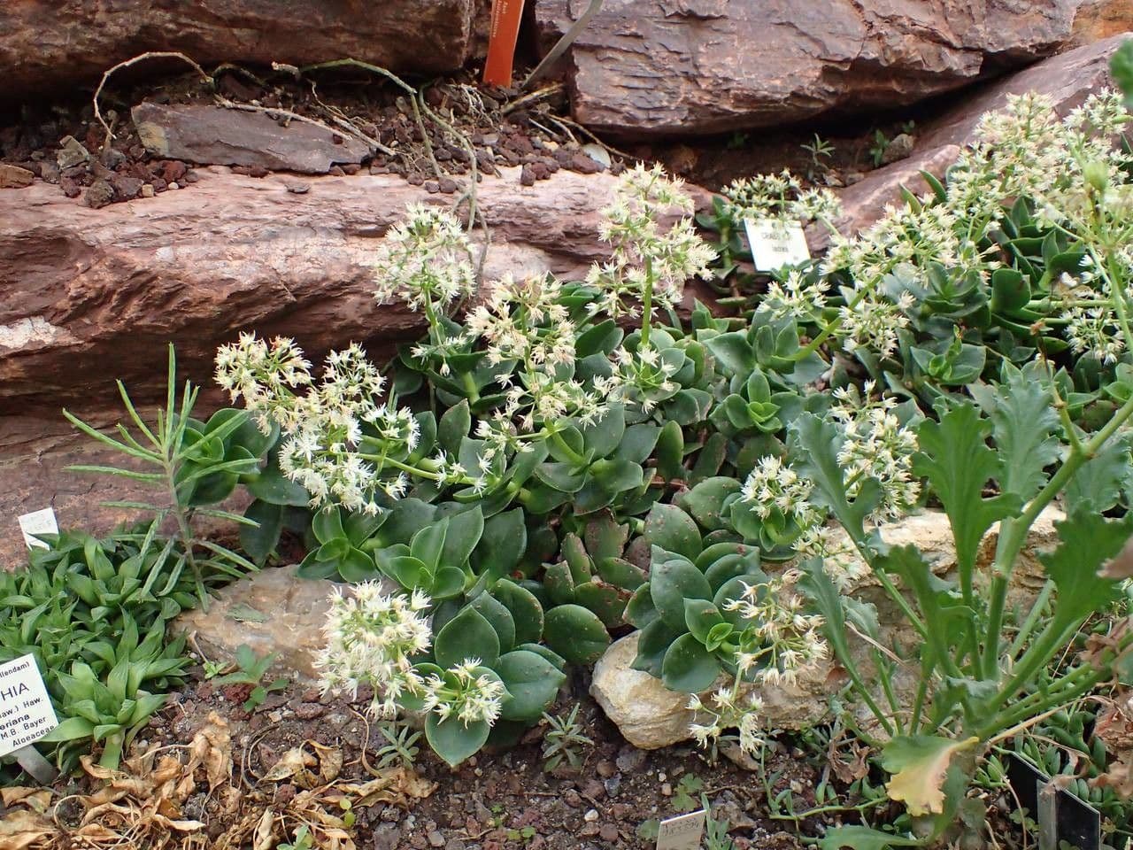 Crassula 6