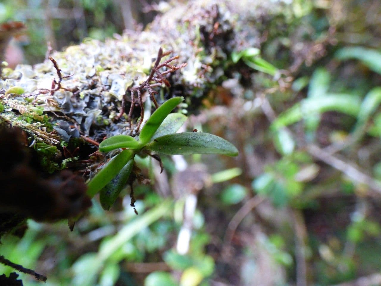 Angraecum snello 5