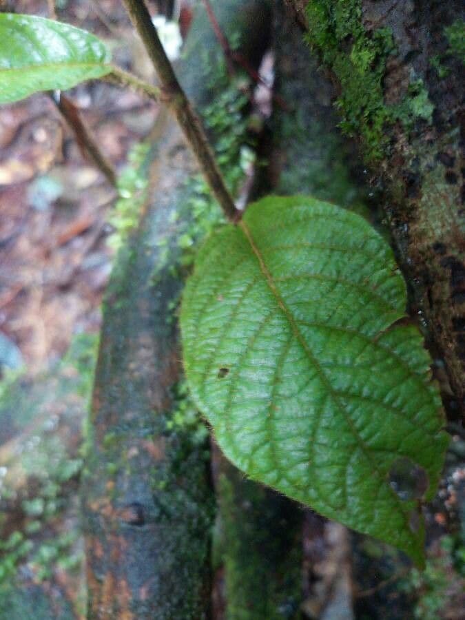 Coccoloba 6