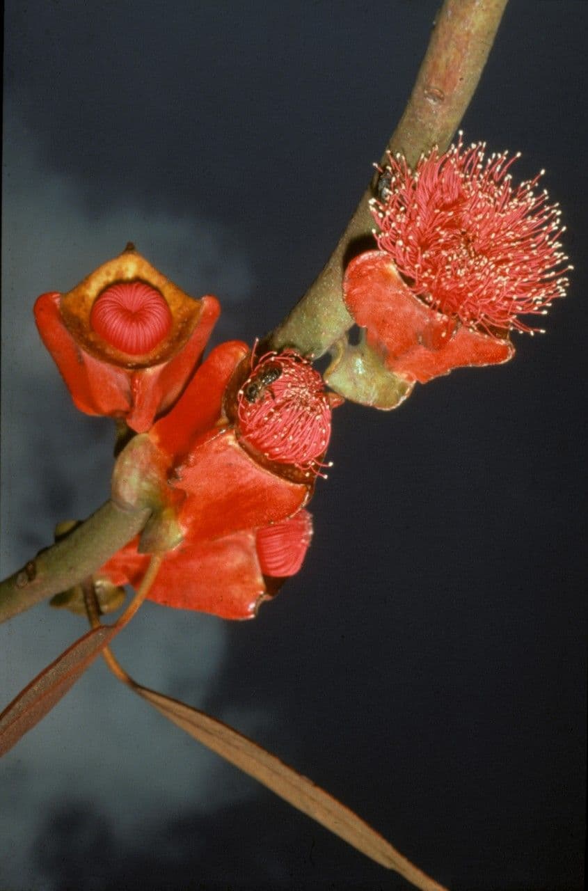Eukalyptus 2