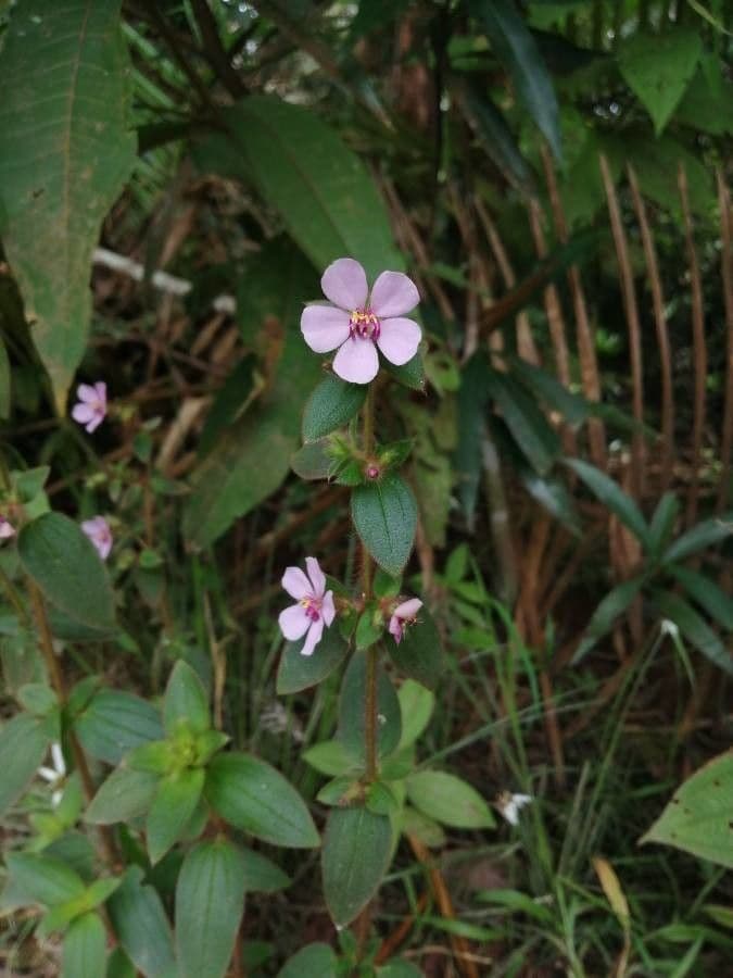 Acisanthera 2