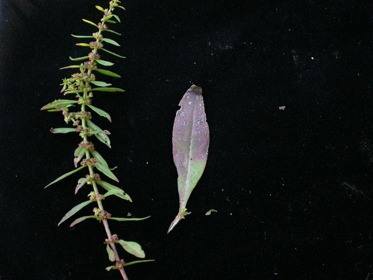 Ammannia baccheriforme 7
