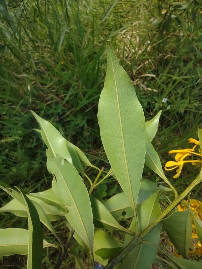 Vochysia 4