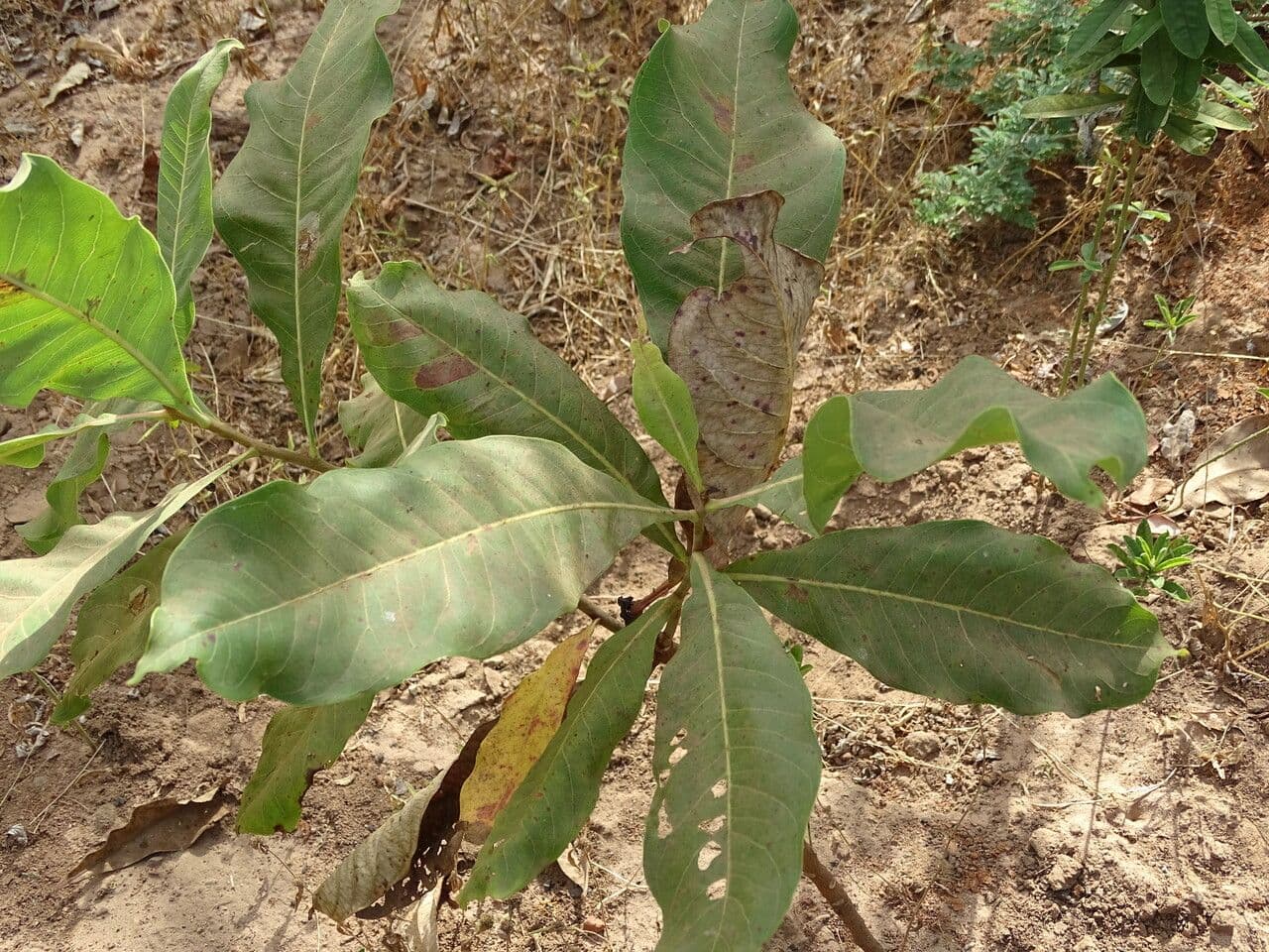 Terminalia 4