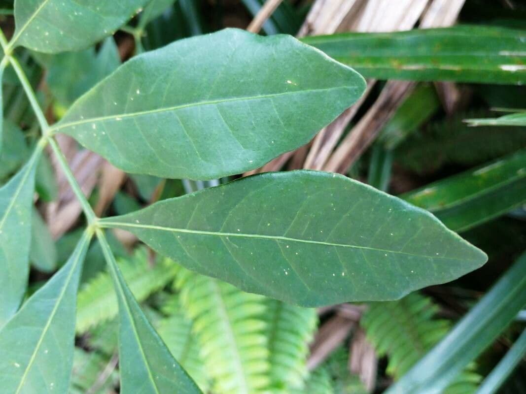 Trichilia havanensis 12