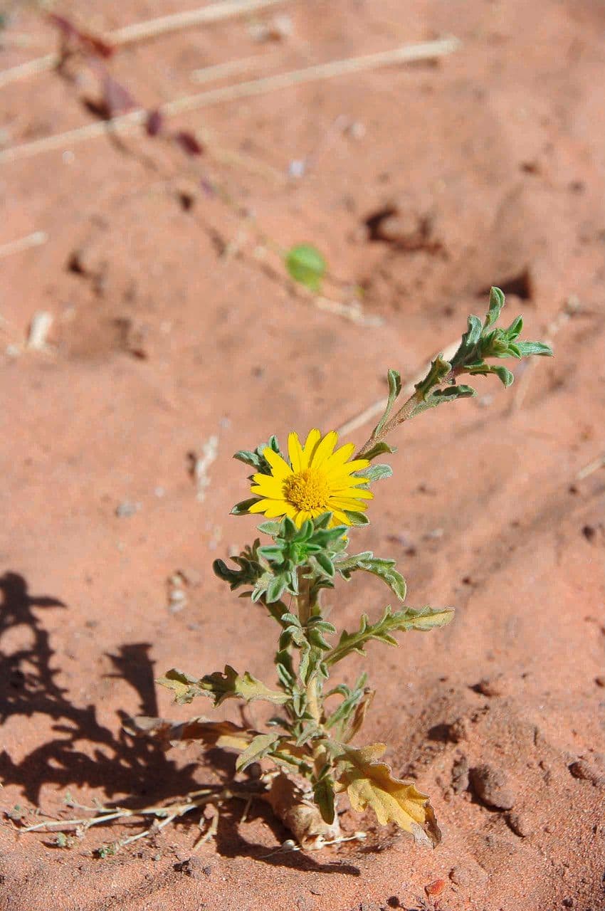 Asteriscus odorant