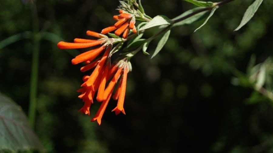 Bouvardia ternifolia 2