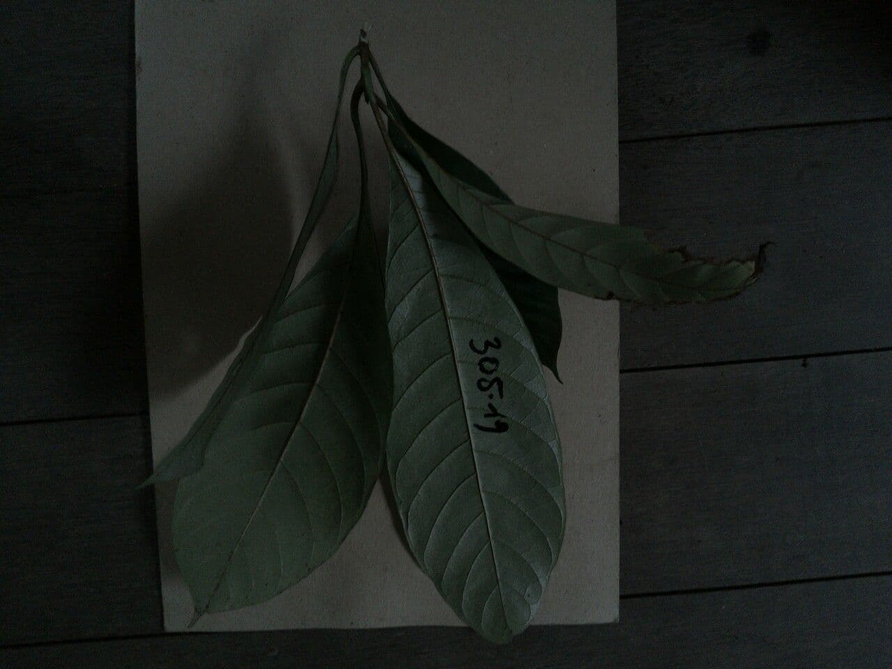 Pouteria 6