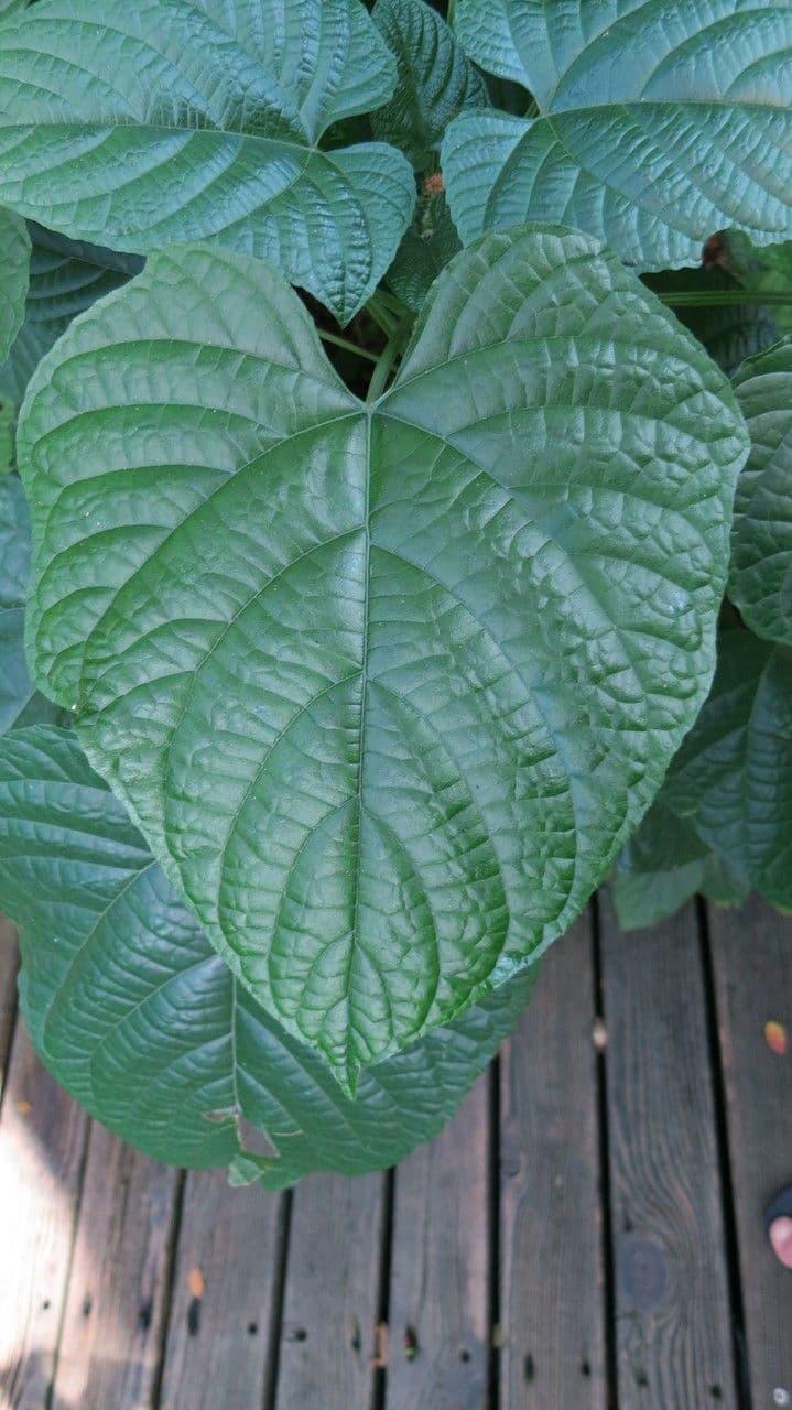Lantana paniculata 13